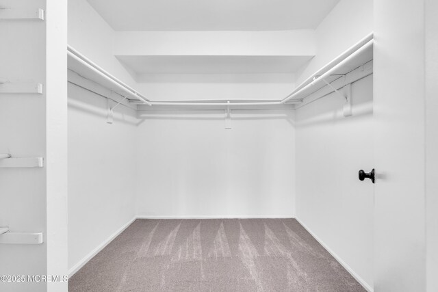 walk in closet featuring carpet floors