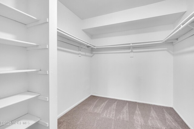 walk in closet with carpet flooring
