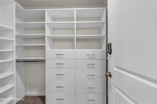 spacious closet featuring carpet