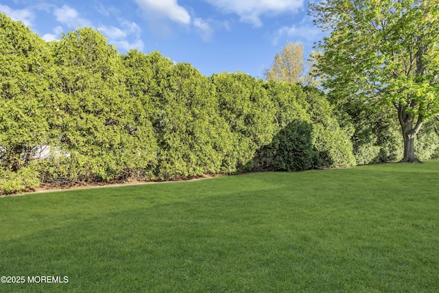 view of yard