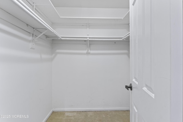 walk in closet featuring carpet flooring
