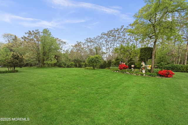view of yard