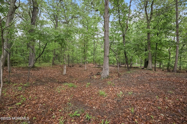 view of woods