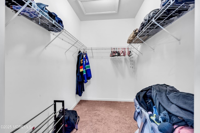 spacious closet featuring carpet floors and attic access