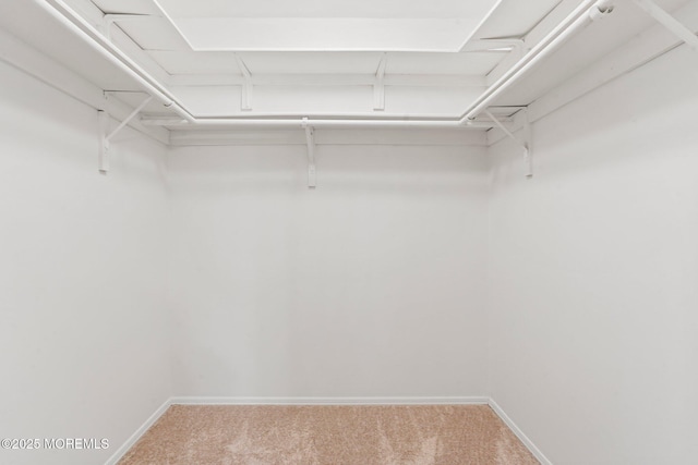 walk in closet featuring carpet floors