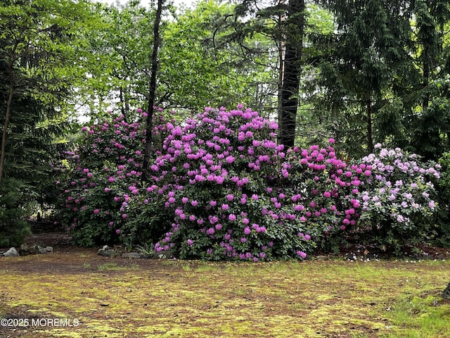 29 Bowie Dr, Whiting, NJ 08759 - view of yard