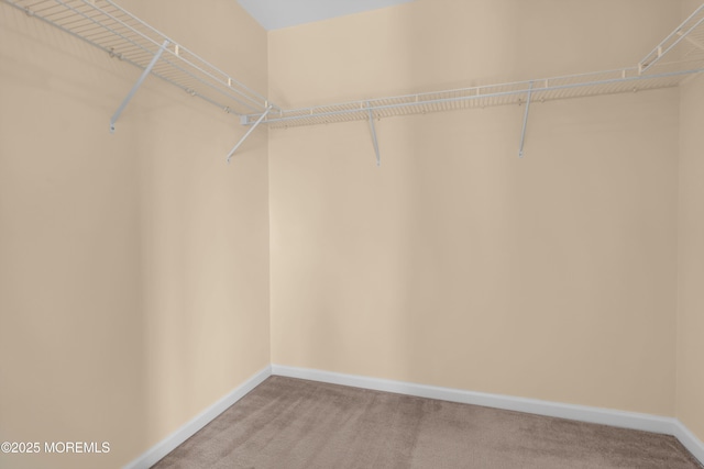 252 Enclave Blvd, Lakewood, NJ 08701 - walk in closet with carpet floors