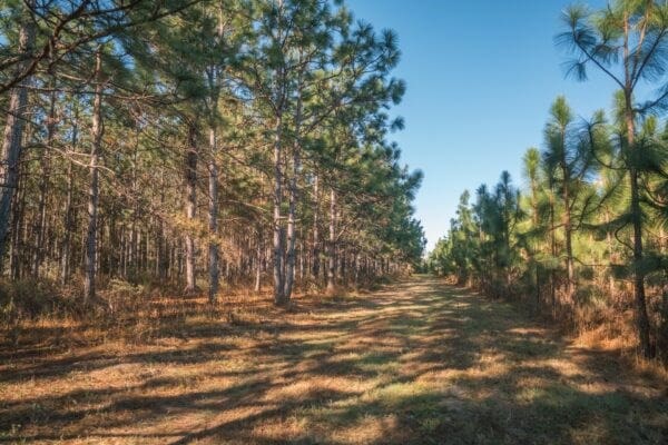 Listing photo 2 for 81.71AC Bold Springs Rd, Cairo GA 39828