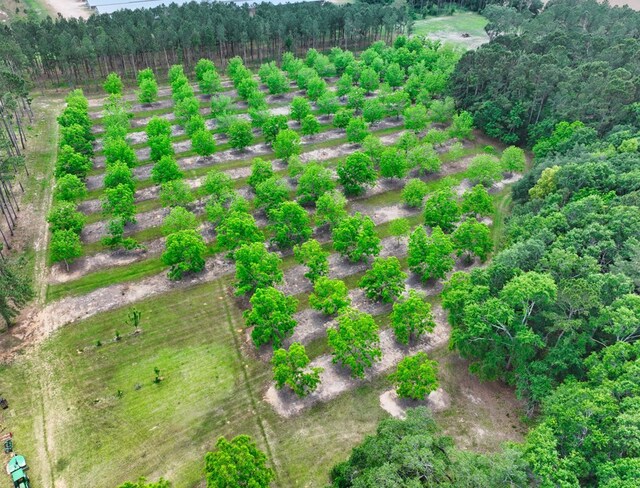 1017 Rowland Rd, Boston, GA 31626 - drone / aerial view of a heavily wooded area