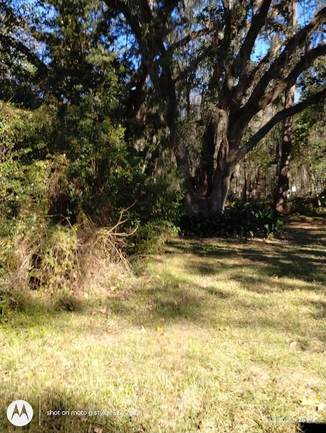 view of local wilderness