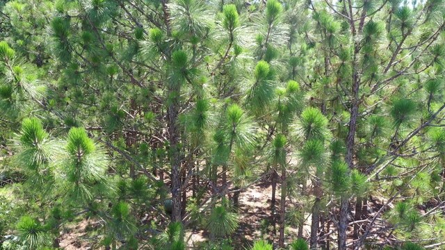 6715 Stewart Rd, Ochlocknee, GA 31773 - view of undeveloped land