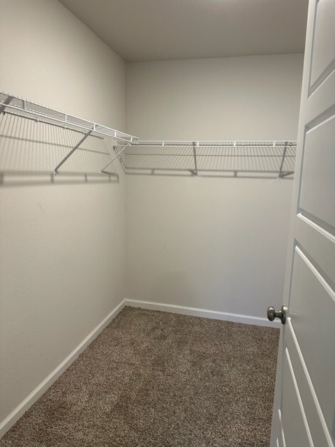 spacious closet featuring carpet flooring