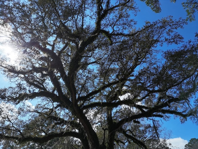 view of local wilderness