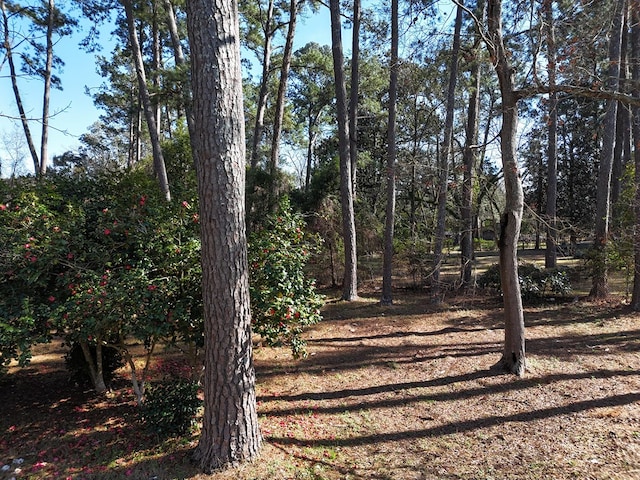 view of local wilderness