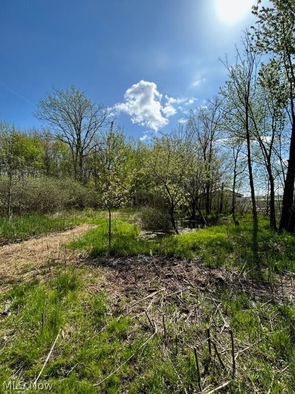 view of local wilderness