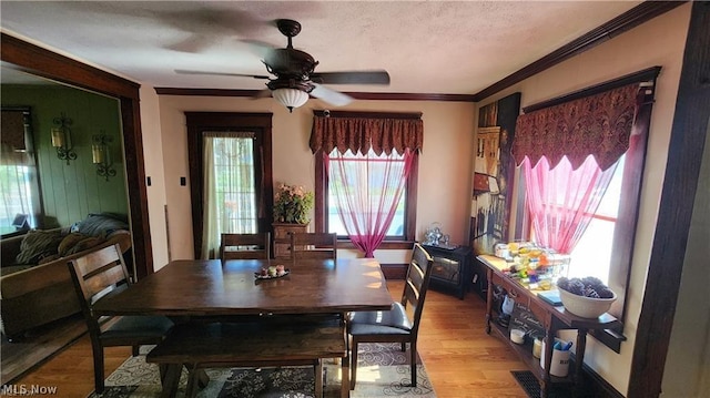 dining space featuring crown molding, ceiling fan, light hardwood / wood-style floors, and a textured ceiling