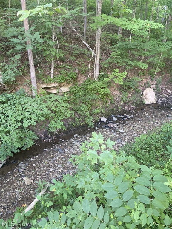 view of local wilderness