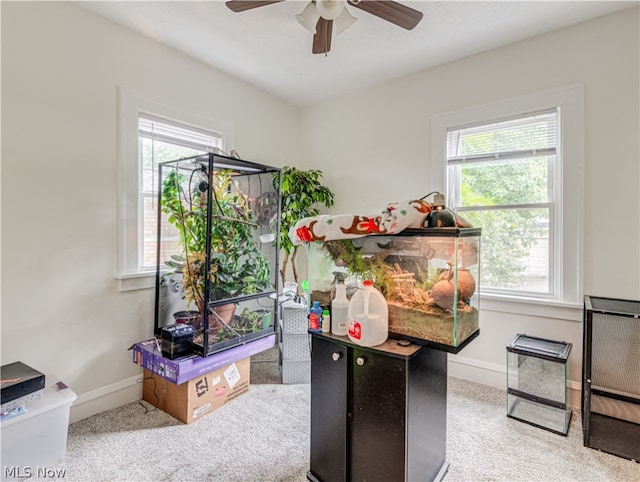 carpeted home office with ceiling fan