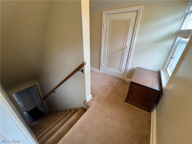 staircase featuring carpet flooring