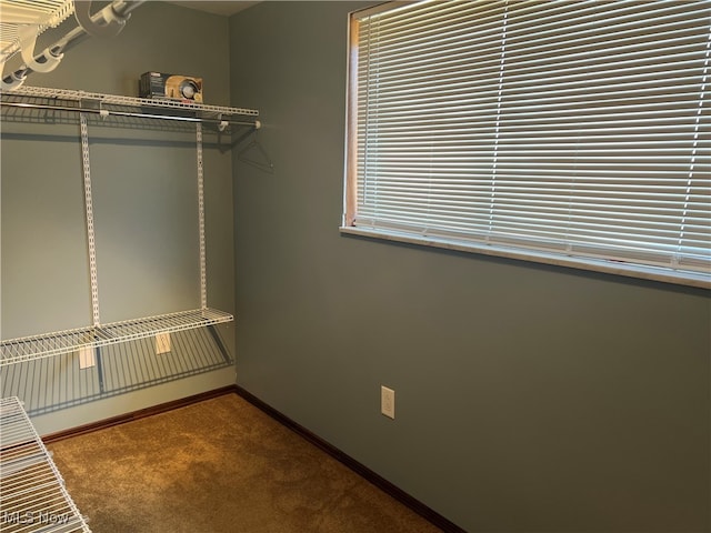 walk in closet with carpet flooring