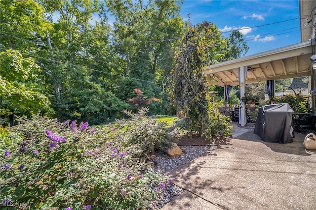 view of yard featuring a patio