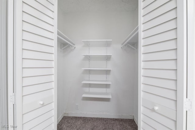 spacious closet featuring carpet floors