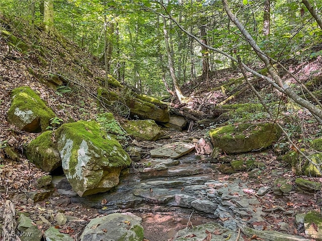 view of local wilderness