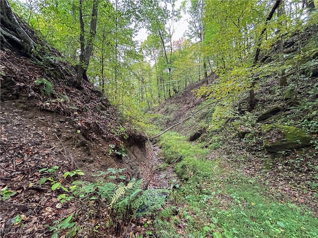 view of local wilderness