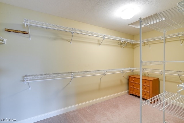 spacious closet featuring carpet floors