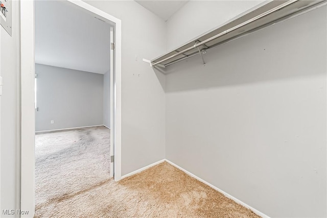 walk in closet with carpet floors