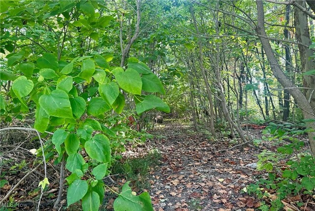 view of local wilderness