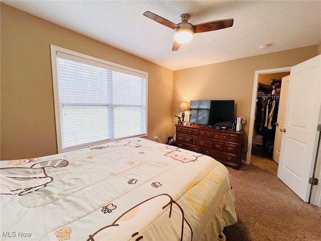 bedroom featuring ceiling fan, a closet, carpet, and a walk in closet