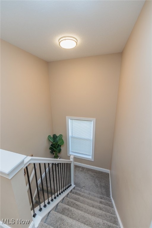 staircase featuring carpet floors