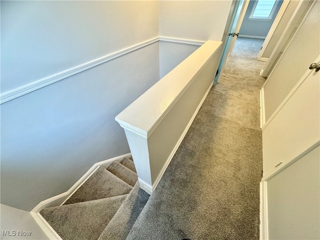 stairway featuring carpet floors