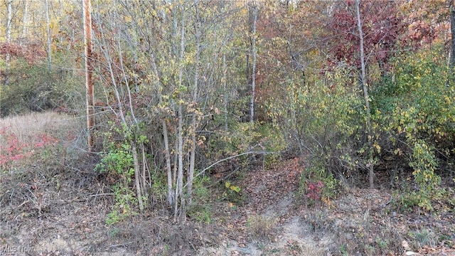 7517 N Fork Rd, Pine Grove, WV 26419 - view of wooded area