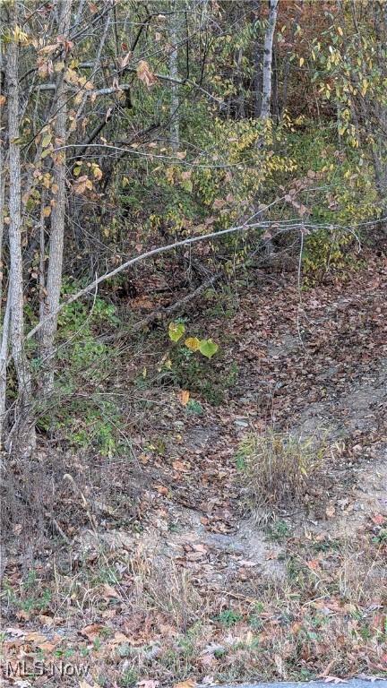 7517 N Fork Rd, Pine Grove, WV 26419 - view of local wilderness
