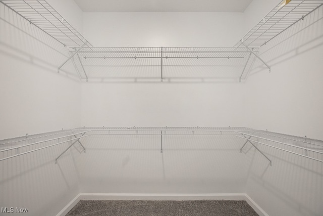 walk in closet featuring carpet flooring