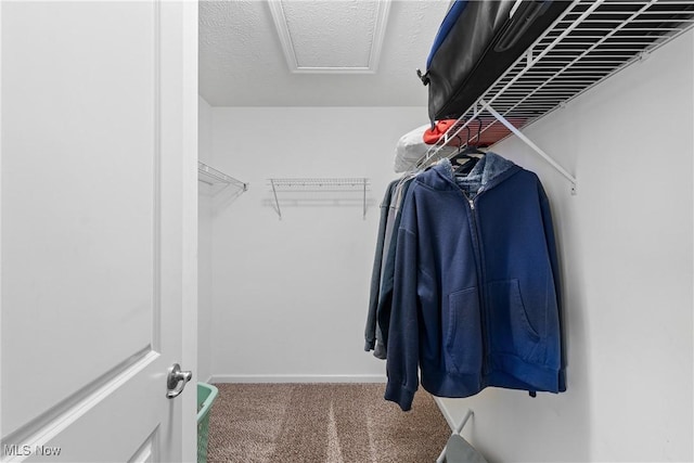 spacious closet featuring carpet flooring