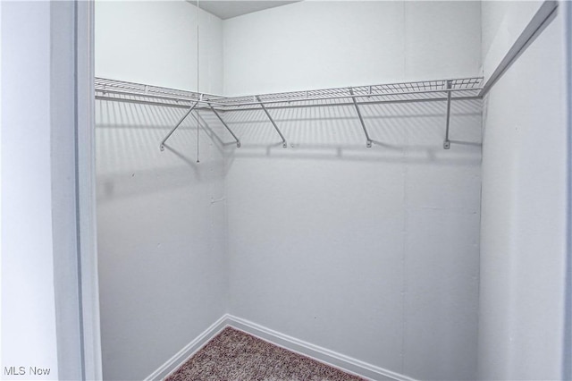 spacious closet featuring carpet floors