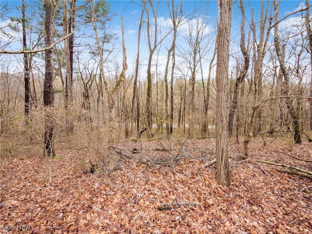 view of local wilderness