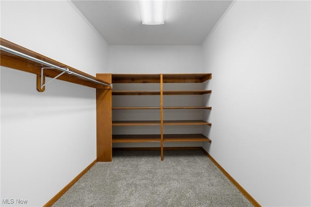 walk in closet featuring light colored carpet