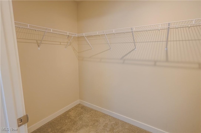 walk in closet with carpet flooring