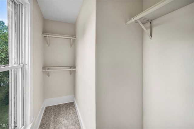 spacious closet featuring carpet flooring