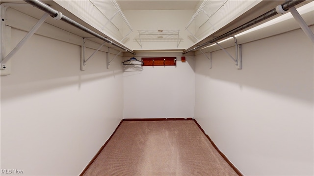 walk in closet featuring carpet flooring