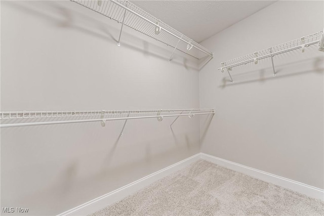 walk in closet with carpet flooring