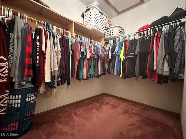 spacious closet featuring carpet