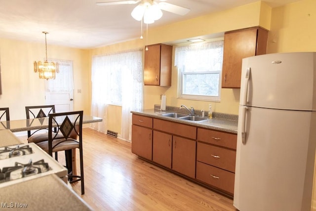 kitchen with sink, white refrigerator, pendant lighting, ceiling fan with notable chandelier, and light wood-type flooring