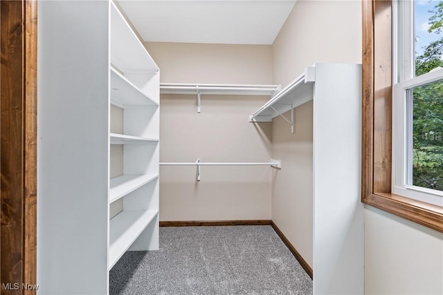 spacious closet featuring carpet flooring