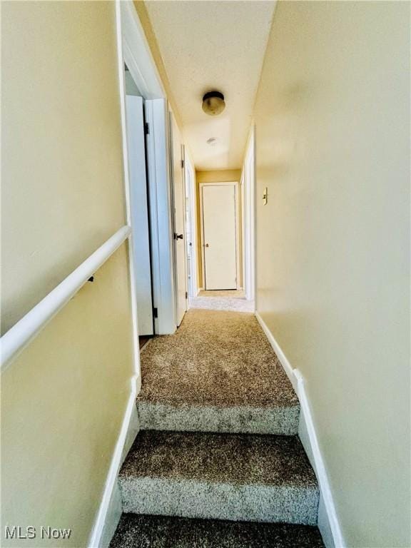 staircase featuring carpet flooring