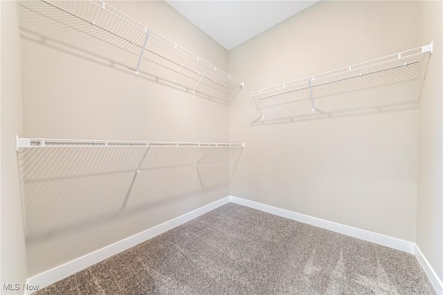 walk in closet with carpet flooring